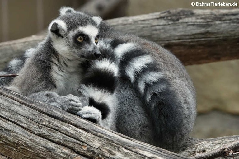 Lemur catta