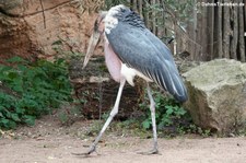 Marabu (Leptoptilos crumenifer) im Erlebnis-Zoo Hannover