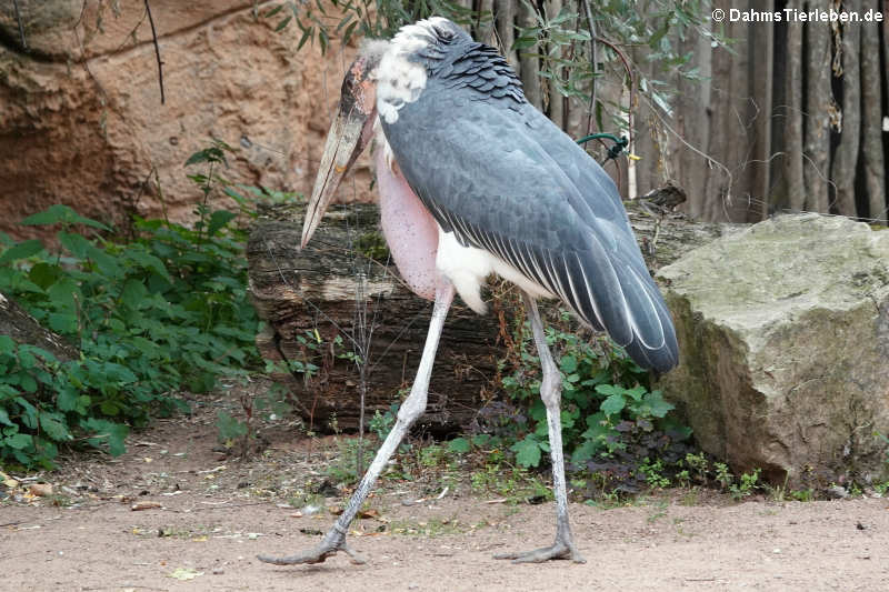 Marabu (Leptoptilos crumenifer)