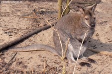 Sumpfwallaby (Wallabia bicolor) im Erlebnis-Zoo Hannover