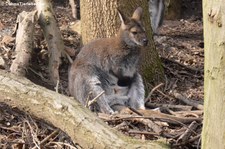 Sumpfwallaby (Wallabia bicolor) im Erlebnis-Zoo Hannover