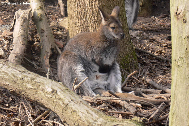 Sumpfwallaby (Wallabia bicolor)