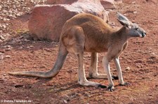 Rotes Riesenkänguru (Osphranter rufus) im Zoo Hannover