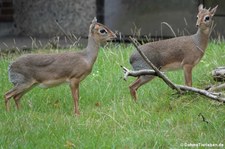 Kirk-Dikdik (Madoqua kirkii) im Erlebnis-Zoo Hannover