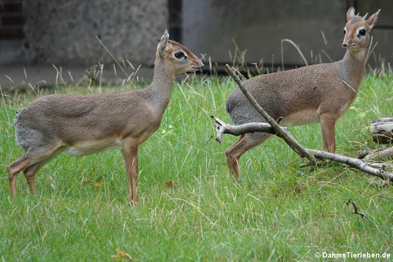 Kirk-Dikdik (Madoqua kirkii)