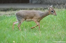 Kirk-Dikdik (Madoqua kirkii) im Erlebnis-Zoo Hannover