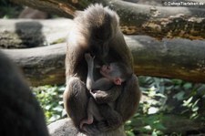 Drill mit Jungtier (Mandrillus leucophaeus) im Erlebnis-Zoo Hannover