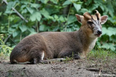 Chinesischer Muntjak (Muntiacus reevesi)