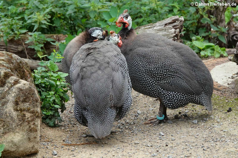 Helmperlhühner (Numida meleagris)