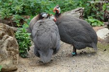 Helmperlhühner (Numida meleagris) im Erlebnis-Zoo Hannover