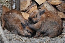 Thüringer Kaninchen (Oryctolagus cuniculus f. domestica) im Erlebnis-Zoo Hannover