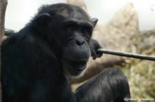 Schimpanse (Pan troglodytes) im Erlebnis-Zoo Hannover