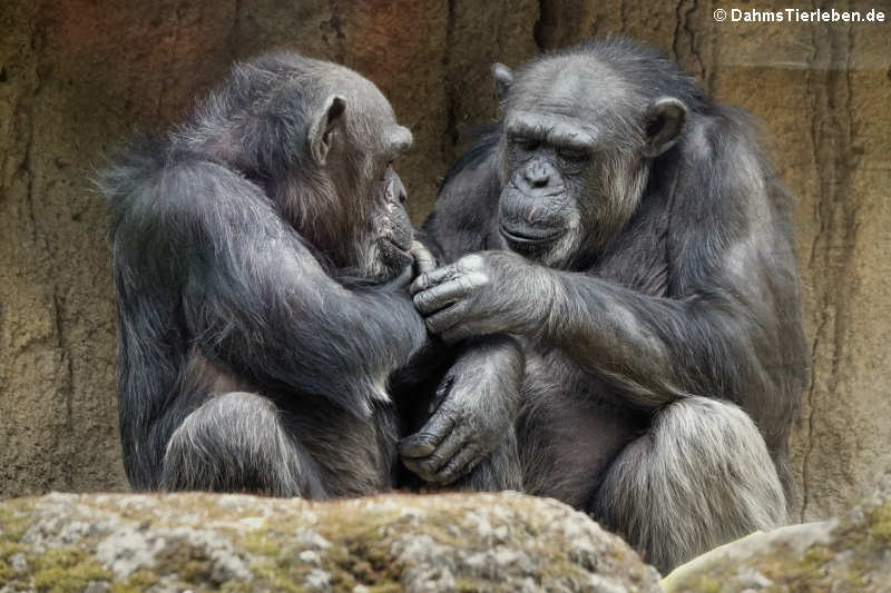 Schimpansen (Pan troglodytes)