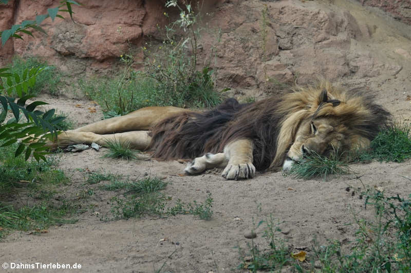 Berberlöwe (Panthera leo leo)