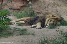 Berberlöwe (Panthera leo leo) im Erlebnis-Zoo Hannover