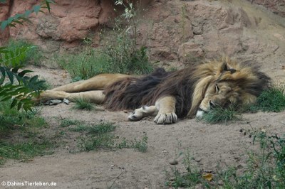 Berberlöwe (Panthera leo leo)