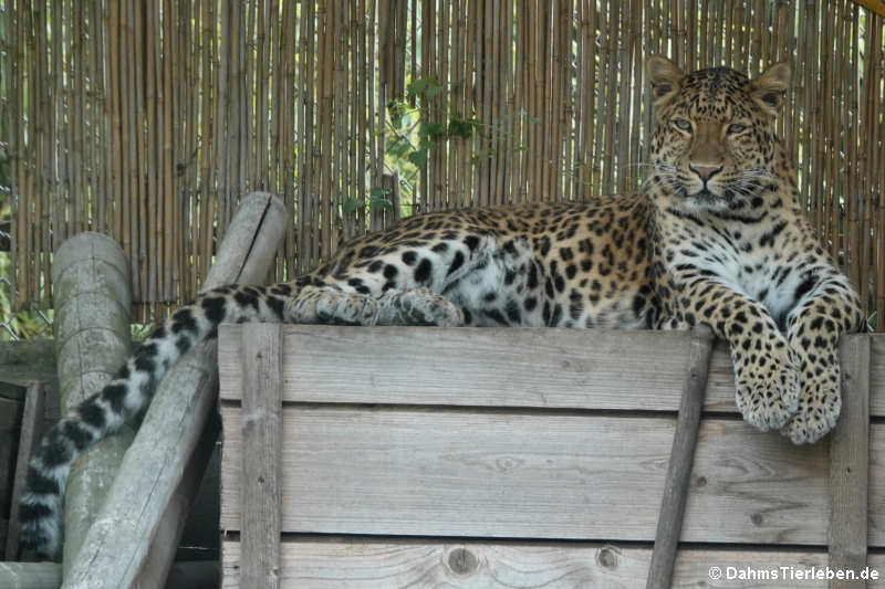 Chinesischer Leopard (Panthera pardus japonensis)