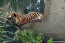 Panthera tigris altaica