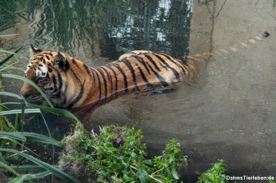 Amurtiger oder Sibirischer Tiger (Panthera tigris altaica)