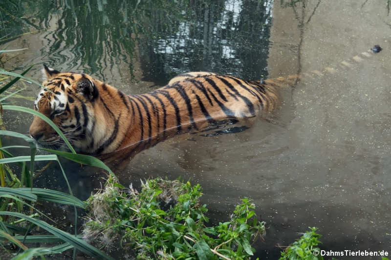 Amurtiger oder Sibirischer Tiger (Panthera tigris altaica)