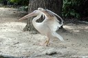 Pelecanus onocrotalus