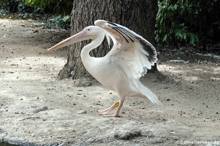 Pelecanus onocrotalus