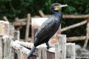 Phalacrocorax carbo sinensis