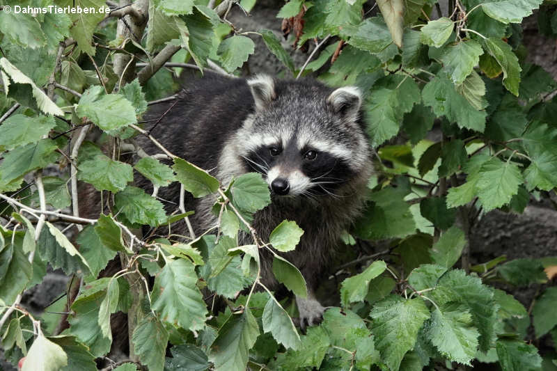 Nordamerikanischer Waschbär (Procyon lotor)