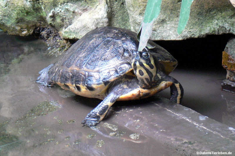 Florida-Schmuckschildkröte Pseudemys floridana-1