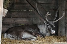 Östliches Waldkaribu (Rangifer tarandus caribou) im Zoo Hannover