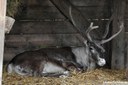 Rangifer tarandus caribou