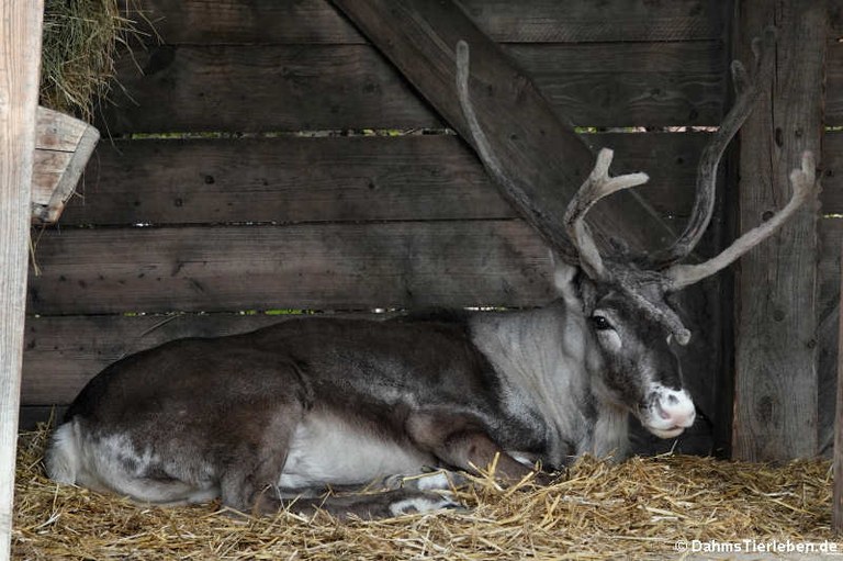 Rangifer tarandus caribou