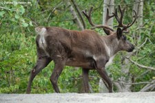 Östliches Waldkaribu (Rangifer tarandus caribou) im Zoo Hannover