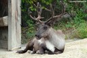 Rangifer tarandus caribou