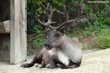 Östliches Waldkaribu (Rangifer tarandus caribou) im Zoo Hannover