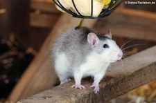 Farbratte (Rattus norvegicus f. domestica) im Erlebnis-Zoo Hannover