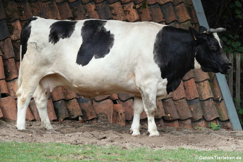 Deutsches Schwarzbuntes Niederungsrind-4