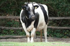 Schwarzbuntes Niederungsrind im Erlebnis-Zoo Hannover