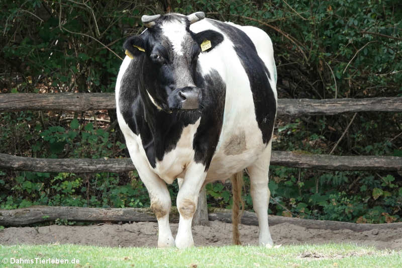 Altdeutsches Schwarzbuntes Niederungsrind