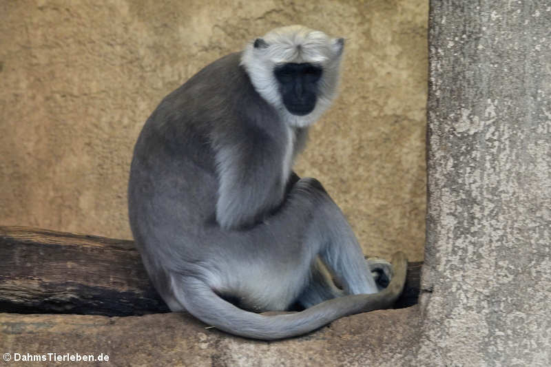 Hulman-Langur (Semnopithecus entellus)