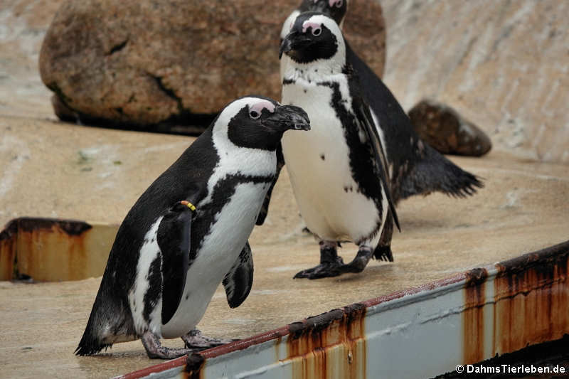 Brillenpinguine (Spheniscus demersus)