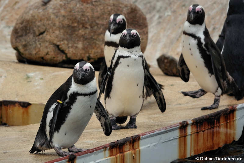 Brillenpinguine (Spheniscus demersus)