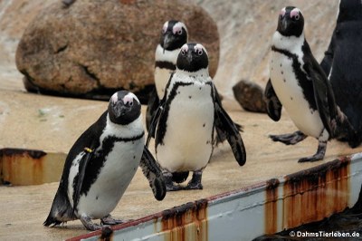 Brillenpinguine (Spheniscus demersus)