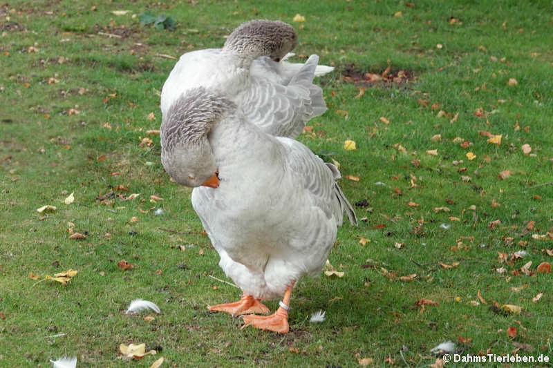 Steinbacher Kampfgans-2