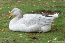 Steinbacher Kampfgans (Anser anser f. domestica) im Erlebnis-Zoo Hannover