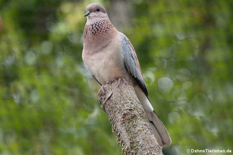 Palmtaube (Streptopelia senegalensis)