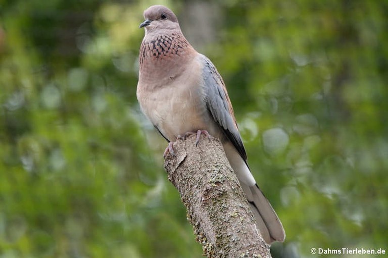 Streptopelia senegalensis