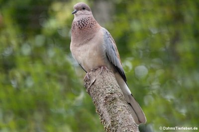 Palmtaube (Streptopelia senegalensis)