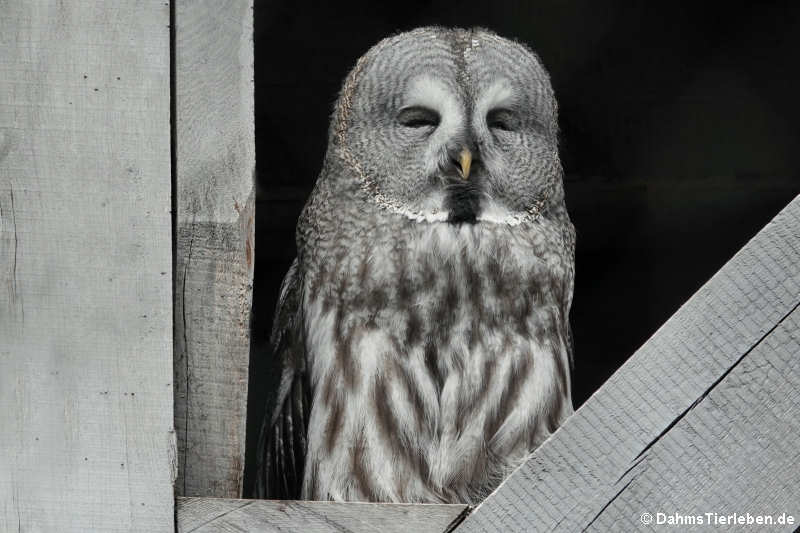 Bartkauz (Strix nebulosa)