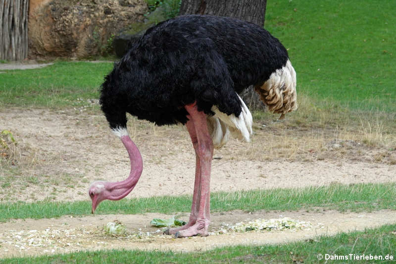 Nordafrikanischer Strauß (Struthio camelus camelus)